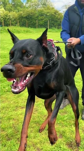This Breed Was Built Different #doberman #dogsoftiktok