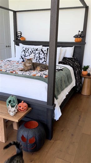 44K views · 1.7K reactions | We 李 Halloween! Felix was such a good helper with our decorations  | dexterboycat | Facebook