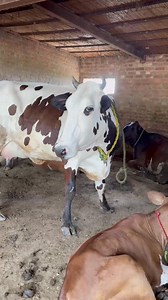 #cow #dairyfarm #dairy_farming #modern_dairy_farming #modern_agriculture #agricultural_machines #amazing_technology #advance_technology #modern_technolog | Dairy Cow TV