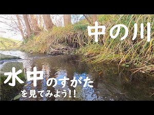 第十五回 水中のすがたを見てみよう！！【中の川】