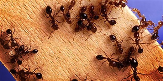 Pest control expert warns against prime conditions for bugs this spring