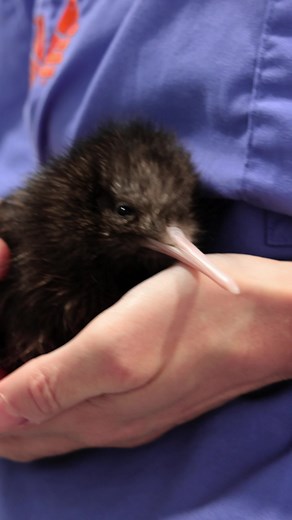 WHAT WOULD YOU NAME A KIWI IF YOU HAD THE CHANCE? Celebrating 30 years of kiwi conservation, we’re giving YOU the chance to name a kiwi chick hatched right here at the National Kiwi Hatchery. For three decades, the Hatchery has led the way in innovation, protection, and kaitiakitanga. Now, as part of our 30th anniversary, one supporter will earn a once in a lifetime privilege — naming one of this season’s chicks. Want to be in the draw? Just sign up to our newsletter via the link in our bio Entr