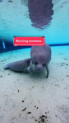 Baby Manatee Nursing by Momma Manatee | How Do Baby Manatees Nurse?