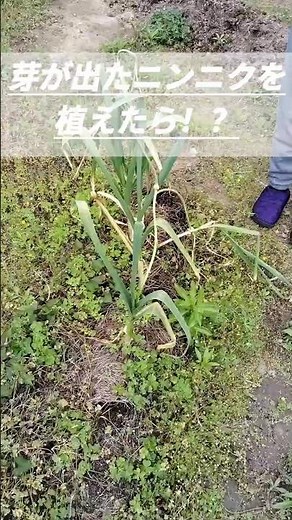 冷蔵庫て芽を出したニンニクを植えたら簡単にニンニクできました！！