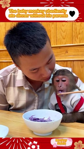 The baby monkey obediently ate dinner without his parents #pets #monkeys #monkey #babymonkey #cute #animals #animal #pet