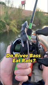 Bass eats rat I knew this top water rat lure would work on the river