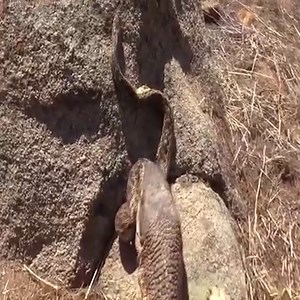 168K views · 815 reactions | Lizard finds snake and eat | Tops Amazing Animals | Facebook