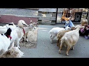 People hugging Goats at the Farm; Animal Vlog Episode 134