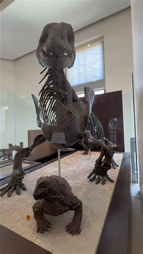 Moschops capensis is more closely related to you than dinosaurs #fossils #paleontology #science