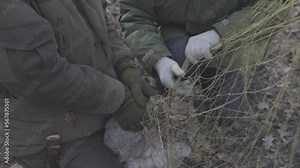 Wild hare caught in a trap net. Hare trapping for relocation. Resettlement of hunting resources. Unleashing the animal from the trap nets. 4K 120 fps video, ProRes 422, 10 bit ungraded C-LOG video