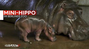 869K views · 12K reactions | Kleines Wunder im Berliner Zoo: Flusspferd-Mama Nala bringt nach einer seltenen Zwillings-Trächtigkeit ein winziges Kälbchen zur Welt - ein "Flusspferd-Zwerg" mit gerade mal 28 Kilo. Die Geburt war dramatisch, doch jetzt zählt jedes Gramm, das der kleine Hippo-Knirps zulegt. Wie es dem Nachwuchs geht, siehst du im Video. | Brisant | Facebook
