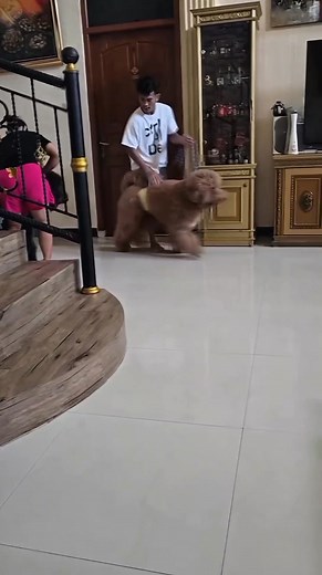 Booba and Coco are fighting 🐺🤣🤣 #dog #husky #doglife #bichon #puppy #puppies #funny | Harti Diyon