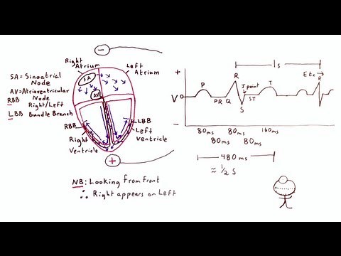 Cardiac Electrical Conduction and the ECG - One Minute Medical School