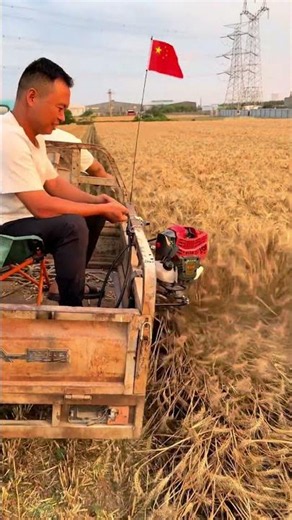 Wheat harvesting process - Good tools and machinery make work easy