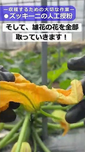 これやらないと大きくならない！ズッキーニを収穫するための大切な作業【人工授粉】【ズッキーニ栽培】【家庭菜園】【授粉方法】 #Shorts