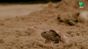 Watch thousands of baby turtles hatch in Brazil