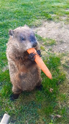 Mr. Sparkle You Even Bring Laughs For Cats In Paw-jamas 🥕🐾 #groundhog #funny #lol #cute #adorable