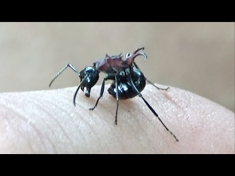 I was bitten by a dangerous ant and it turned into a big problem...