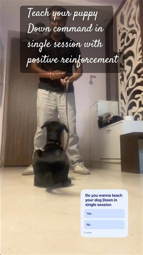 This smart pup just learned the “Down” command on Day !Consistency + right guidance = magic✨ #reels