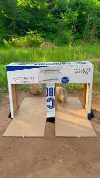 Build Amazing Unique Underground Quail Trap Using Cardboard Box #Shorts