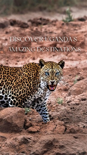 Best things to do in Uganda? 🇺🇬 Travel to the most unique parts of the Pearl of Africa with Wild Uganda — from gorilla and chimpanzee trekking to unforgettable safari adventures, every itinerary is crafted to make your journey truly special! . . . . #queenelizabethnationalpark #murchisonfallsnationalpark #ugandawildlife #ugandasafari #exploreuganda #visituganda | Wild Uganda