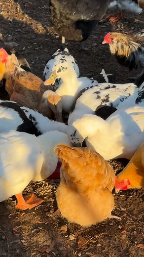 Everyone was feeling frisky this morning! | 4 Season's Farm