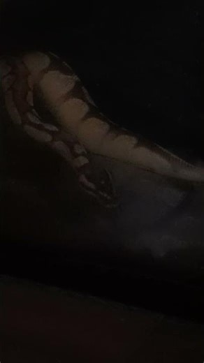 Lenny-love 3yr male pastel etchi suspected spider morph ball pythons first exploration. #ballpython