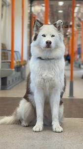 50K views · 4K reactions | Dog train photography!! #dogsoffacebook #viralreels #puppy #tube #metro #subway #dogphotography #viral #photooftheday | Viola Snow | Facebook