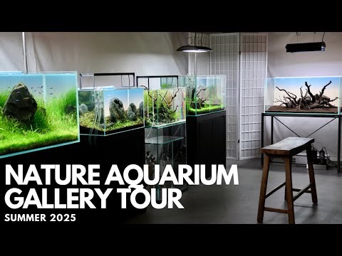 A Tour of My Nature Aquarium Gallery | Summer 2025