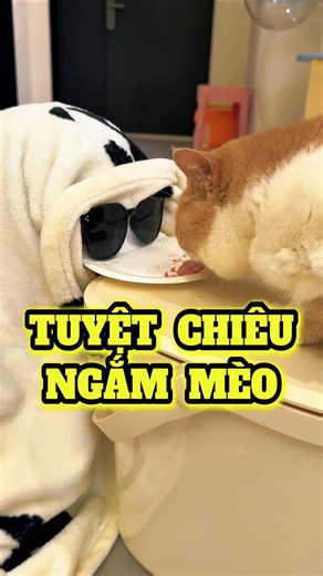 Khi Bạn Muốn Nhìn Gần Mèo Mới Mua 😂