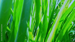 Elephant grass or Cenchrus purpureus, a plant that farmers use to feed animals