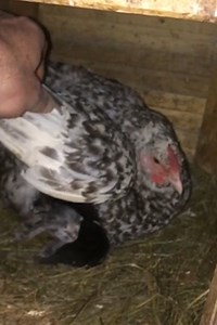 Mother hen adopts eight stray kittens 🐔😺 | MetDaan Animals