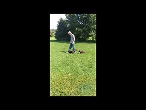 HARD POINT KENNEL - Pudelpointers