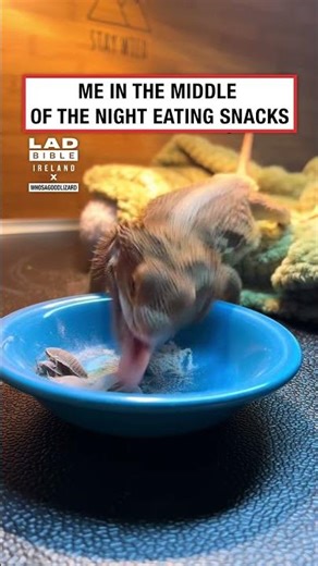 Lizard eating bugs 🤯