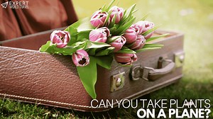 Can You Take Plants On A Plane? ⋆ Expert World Travel