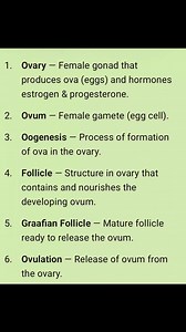 Female Reproductive system related vocabularies. @topfans Biology Tonic | Biology Tonic
