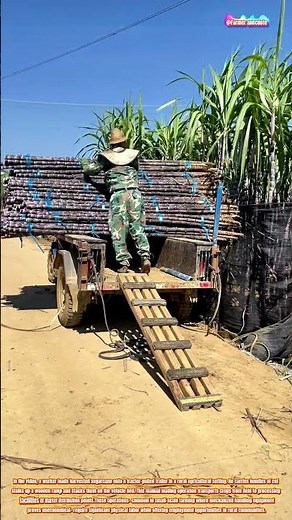 Sugarcane Loading onto Tractor Trailer