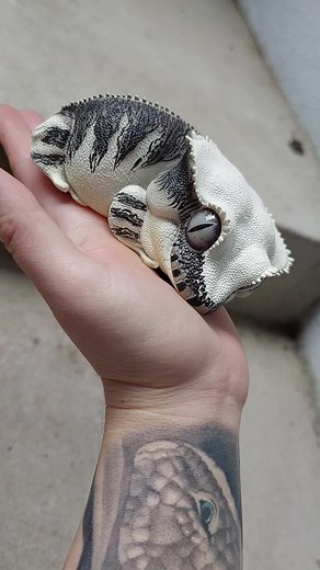 My BIG FAT crested gecko 🦎 *its not real, its a sculpture* 🤭 #geckosoftiktok #reptile #cute #chonk