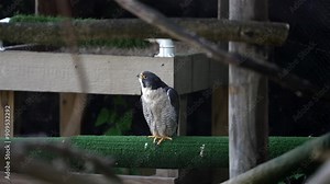 Zoomed, slightly shaky slow motion through branches shows falcon in zoo enclosure. Bird stands on green branch, keenly scanning its environment, then lifting one foot, continuing its alert observation