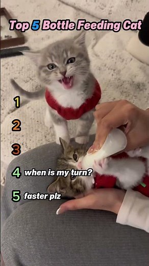 Top 5 Cutest Kittens Getting Bottle Fed | Adorable Cat Moments #Shorts