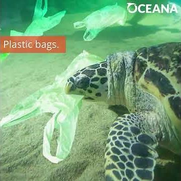 DISTURBING: Sea Turtles are Mistaking Plastic Bags for Jellyfish | Oceana