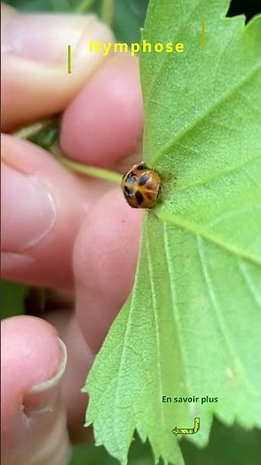 Cycle de vie des coccinelles