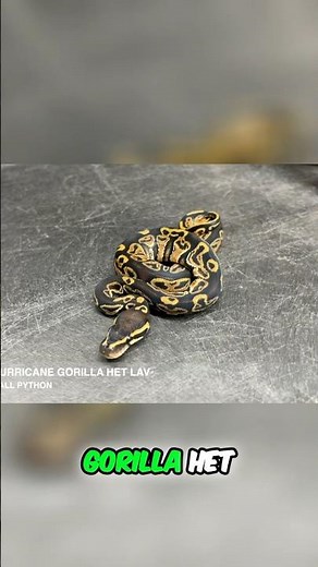 What do you guys all think of the Gorilla ball python morph? Hit or miss? 🤔🐍🔥