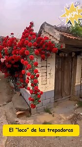 75K views · 26K reactions | Comenta “ZEN” y te enviaré el enlace directamente a tus mensajes #jardinería #jardín #consejosdejardinería #vidajardín #inspiracionjardín #ideasjardín #amorjardín #diseñodejardín #jardinerosdeinstagram #mundodejardineros | Jardin Nova | Facebook