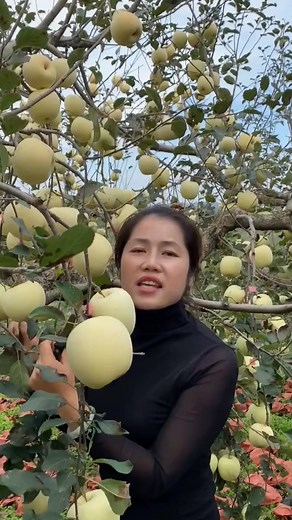 Apple farm beautiful 🍏🍏 #applefarm #apple | Fruit Farm