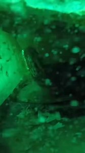 6.8K views · 109 reactions | NDA : Master Diver feature w/ MDV...