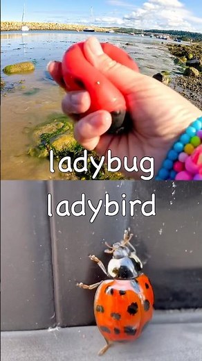 Learn at the Harbour | Bug Insect Names for Kids: Cricket Moth Scorpion Ladybug