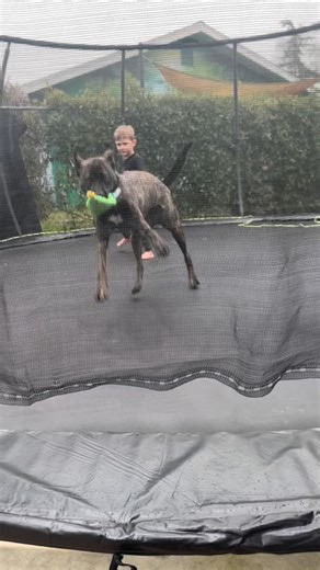 Remember Luna, fka Diana? Luna and her siblings all survived parvo and then, at just 6 months old, Luna was diagnosed with Cor Triatriatum Dexter (CTD) which is an extremely rare heart defect. Well she had life-saving heart surgery this past summer. And now SHE IS THRIVING!! She finally gets to live like a puppy. We’re so happy for her and for her family who never gave up on her ❤️‍🩹 #3eyeblindrescue #3ebluna #3ebdiana #cortriatriatumdexter #euthlistsurvivor | 3 Eye Blind Rescue