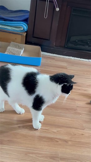 The Morning Butt Briefing 😹☀️