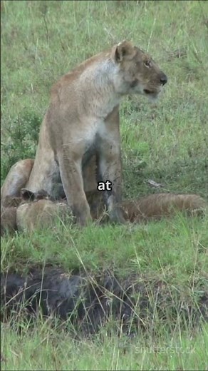 Lion Cubs Never Leave Mom's Secret Den #lioncub #animals #survival #wildlife #lion